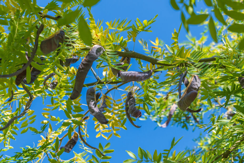 Gleditsia