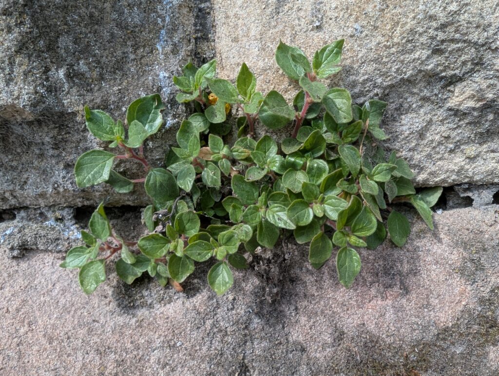Közönséges falgyom (Parietaria officinalis), avagy falifű