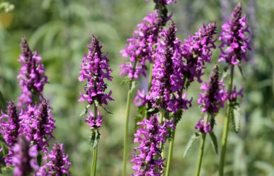 Orvosi tisztesfű (Stachys officinalis) gyógyhatásai