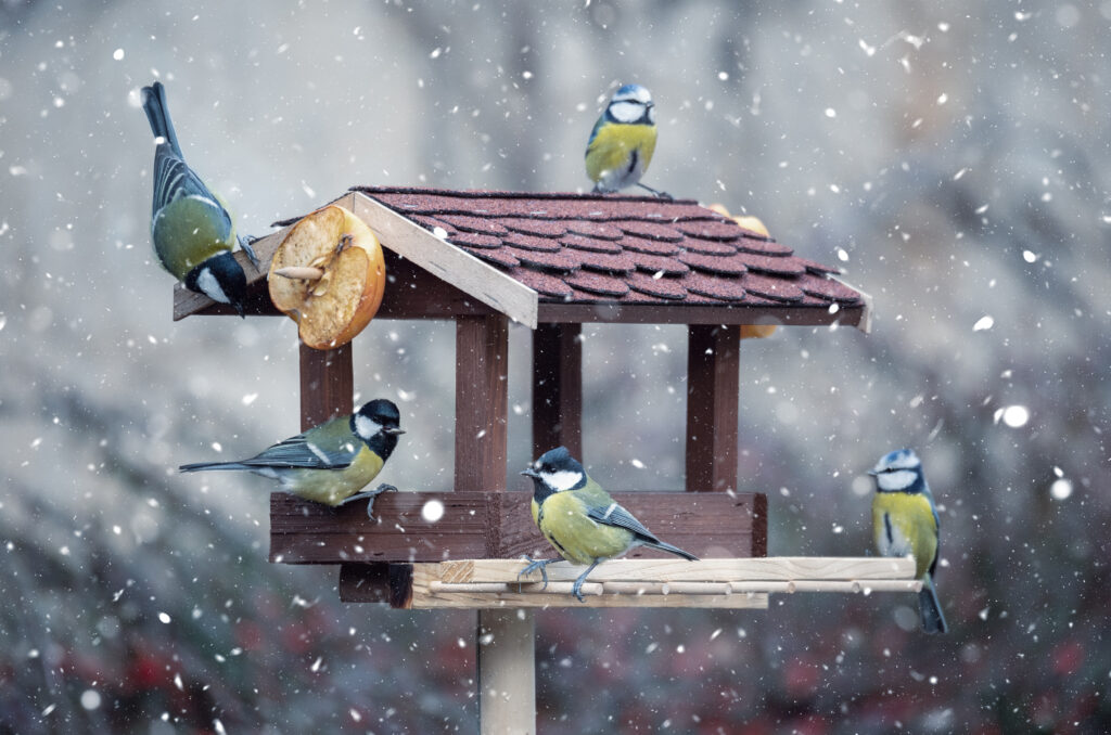 Gyönyörű kis kerti madár nagycine – Parus major és eurázsiai kékcige – Cyanistes caeruleus, télen táplálkozik a madáretetőben.