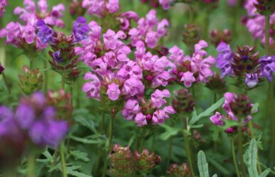 Közönséges gyíkfű (Prunella vulgaris) gyógyhatásai
