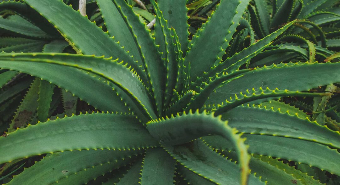 aloe vera
