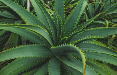 Adaptogén növények: Aloe vera