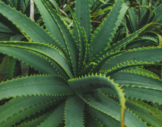 aloe vera