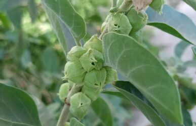 Adaptogén növények: álombogyó és ginszeng