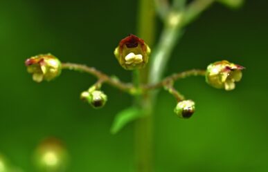 Göcsös görvélyfű (Scrophularia nodosa) gyógyhatásai