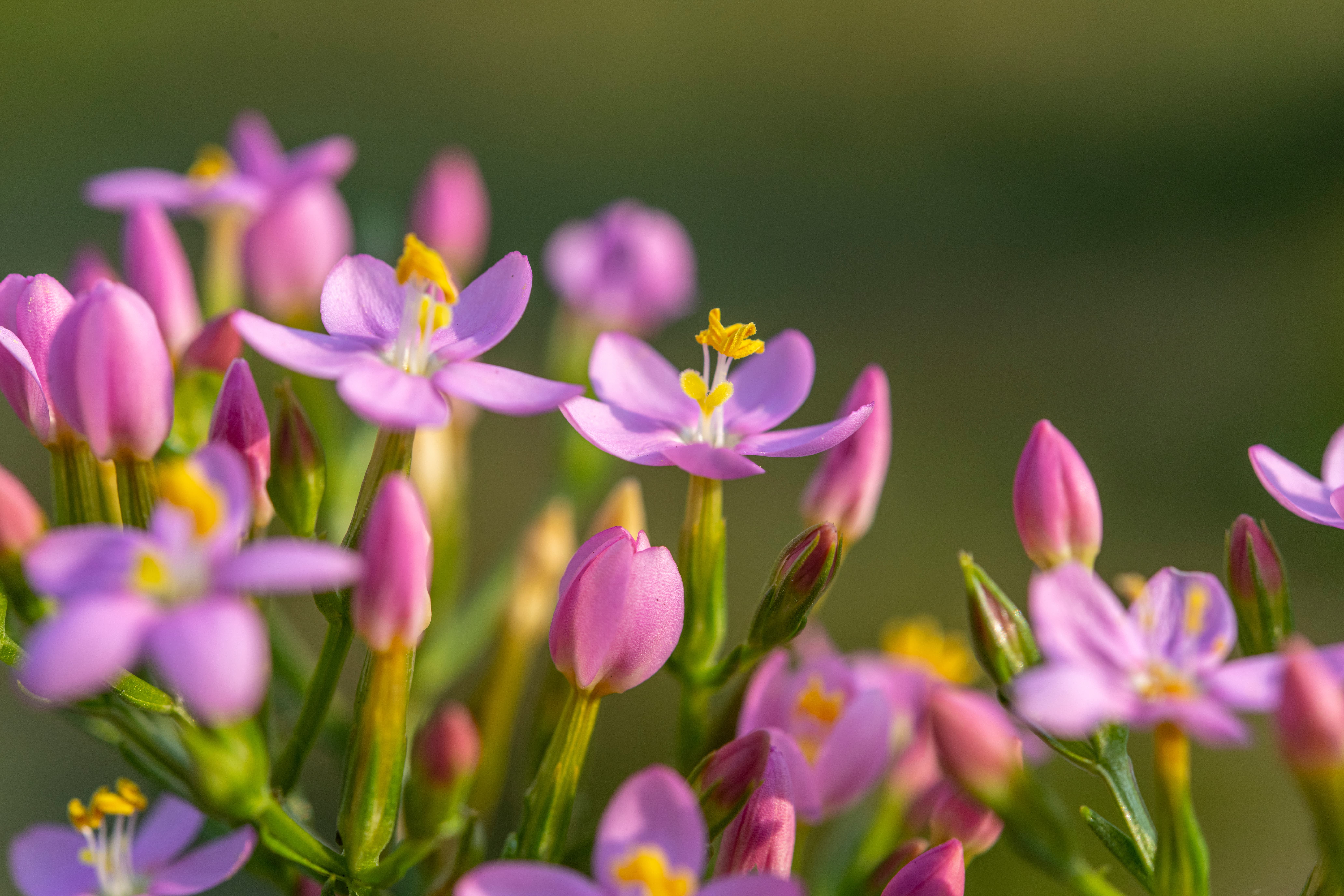 Kisezerjófű (Centaurium erythraea) gyógyhatásai