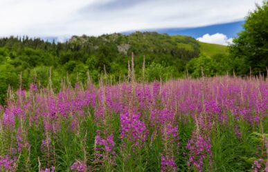 Erdei deréce (Epilobium angustifolium) gyógyhatásai