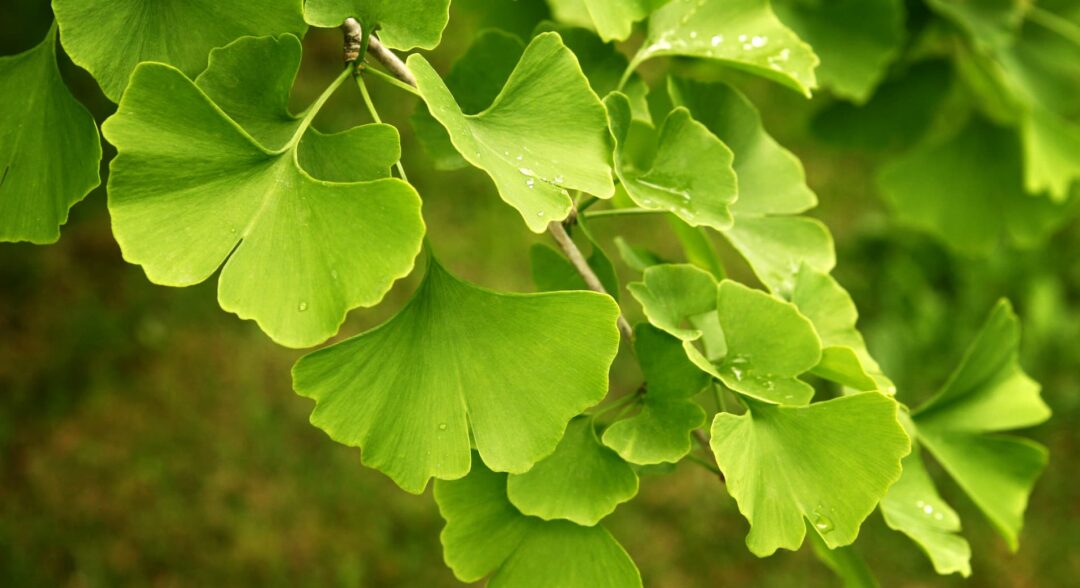 ginko biloba