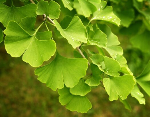 ginko biloba