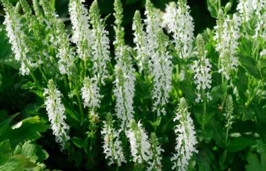 Fenyérgamandor (Teucrium scorodonia) gyógyhatásai