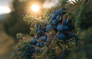 Közönséges boróka (Juniperus communis) gyógyhatásai