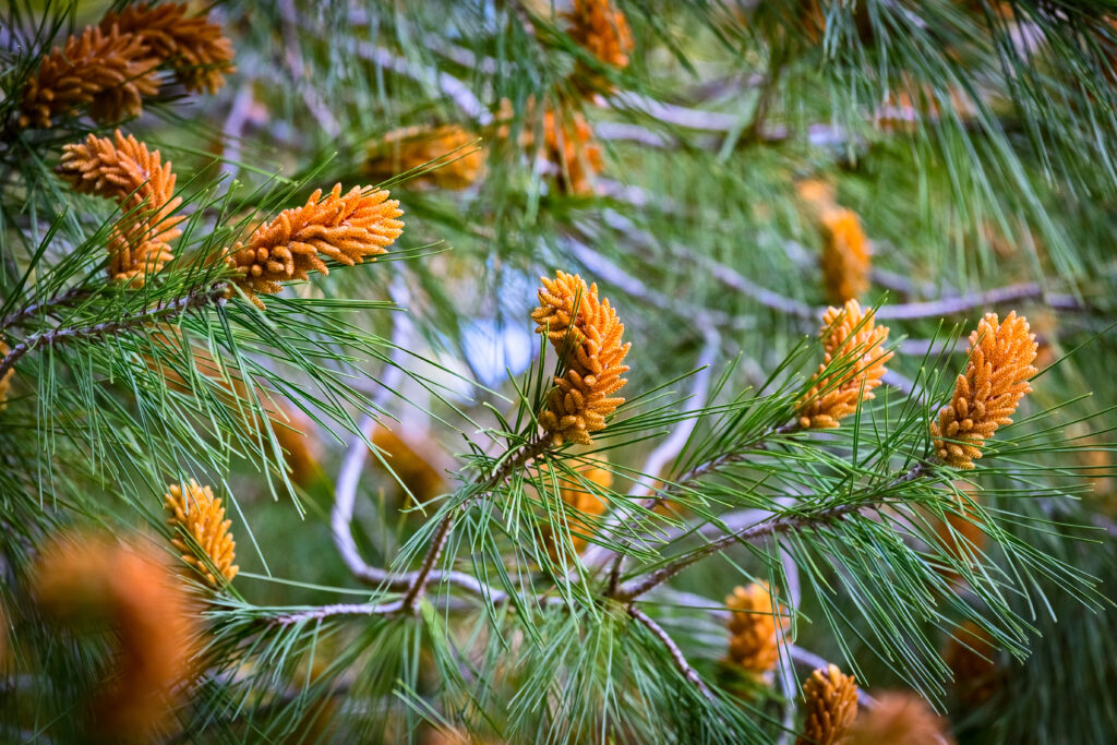 mandulafenyő (Pinus pinea) 