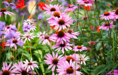 Bíbor kasvirág (Echinacea purpurea)