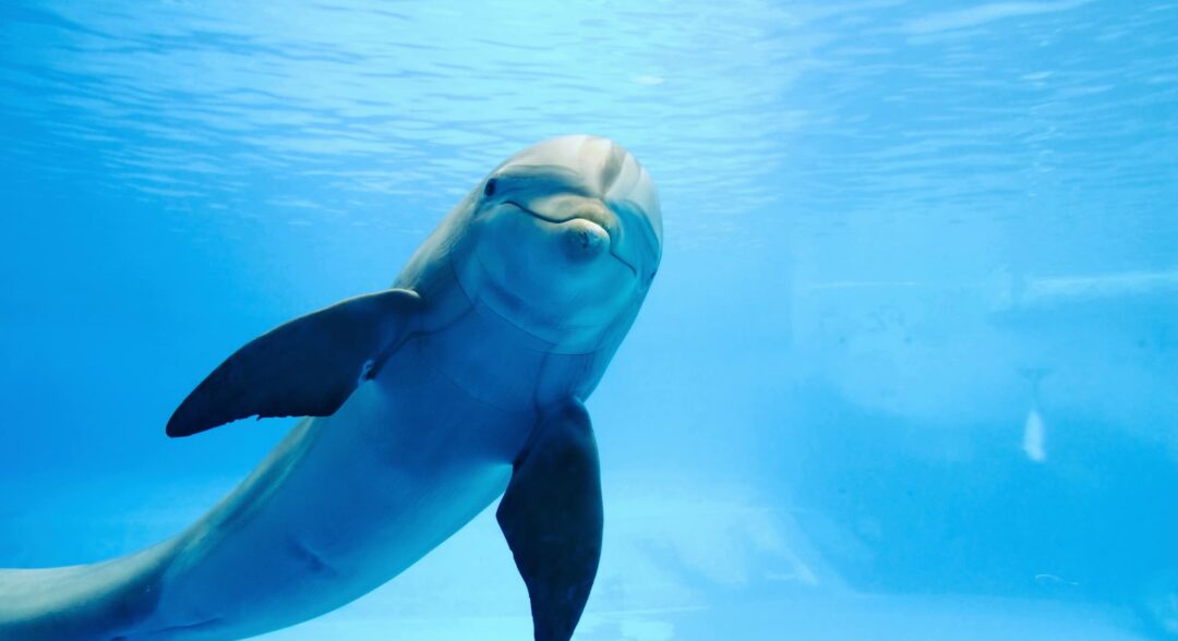 delfin
