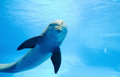 Álomfejtés: Pók és delfin