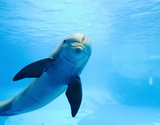 delfin