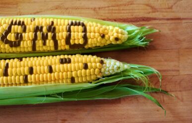 Vigyázz GMO!- A géntechnológia kockázata