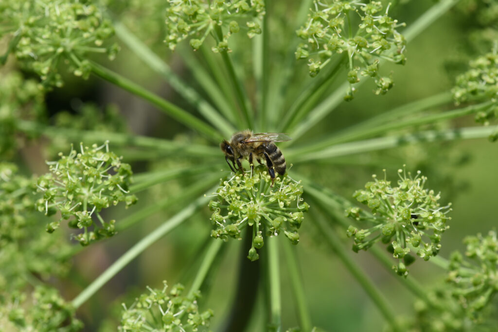 Mézelő méh, Apis mellifera, Angelica, Archangelica