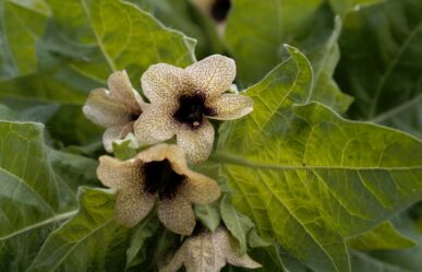 Növényi eredetű homeopátiás szerek – Beléndek