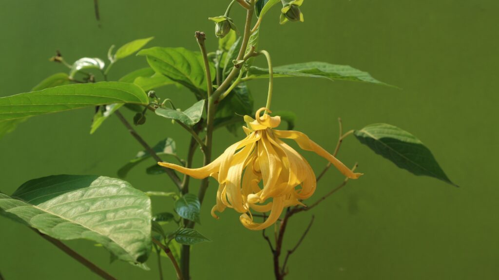Sárga ylang-ylang virág.