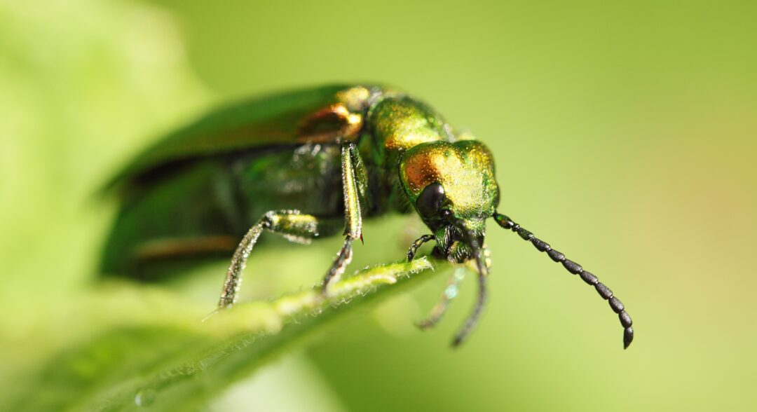 Cantharis, kőrisbogár