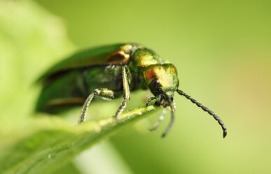 Cantharis, kőrisbogár