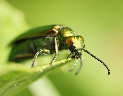 Cantharis, kőrisbogár