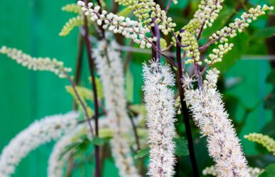 Növényi eredetű homeopátiás szerek – Cimicifuga