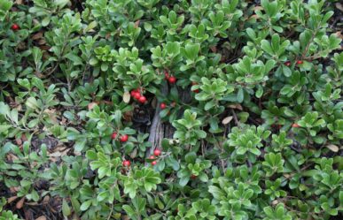 Bokortermetű gyógynövények – A vizeletfertőtlenítő medveszőlő (Aerctostaphylos uva-ursi)