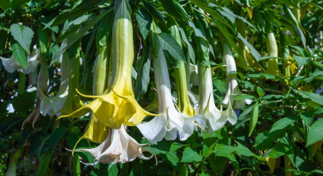 Datura stramonium, csattanó maszlag