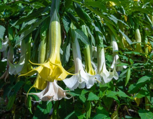 Datura stramonium, csattanó maszlag