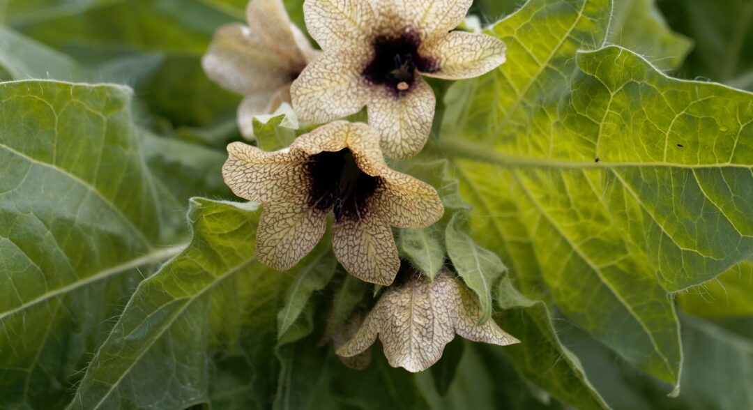 Beléndek Hyoscyamus niger) virága