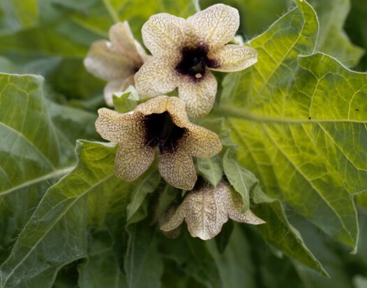 Beléndek Hyoscyamus niger) virága