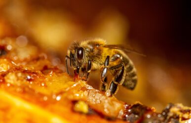 Állati eredetű homeopátiás szerek – Apis Mellifera (A. Mellifica) – A mézelő méh