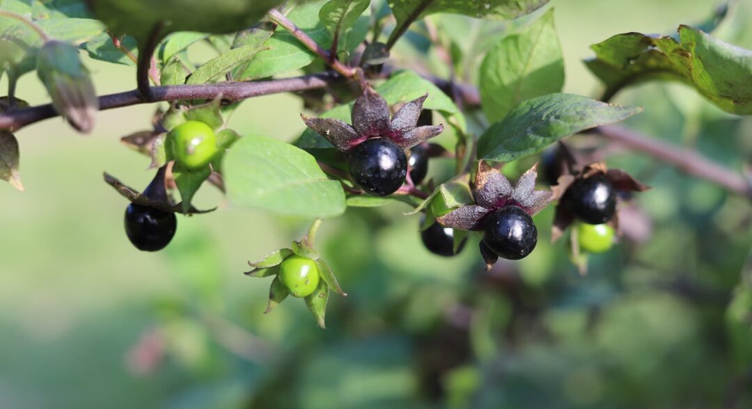 nadragulya