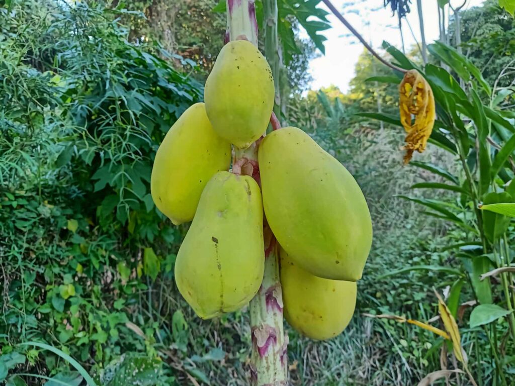 dinnyefa