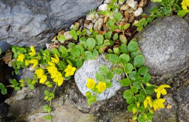 Pénzlevelű lizinka (Lysimachia nummularia) gyógyhatásai