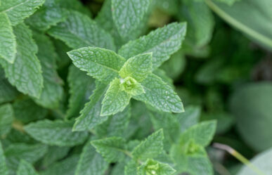Valódi fodormenta (Mentha crispa)