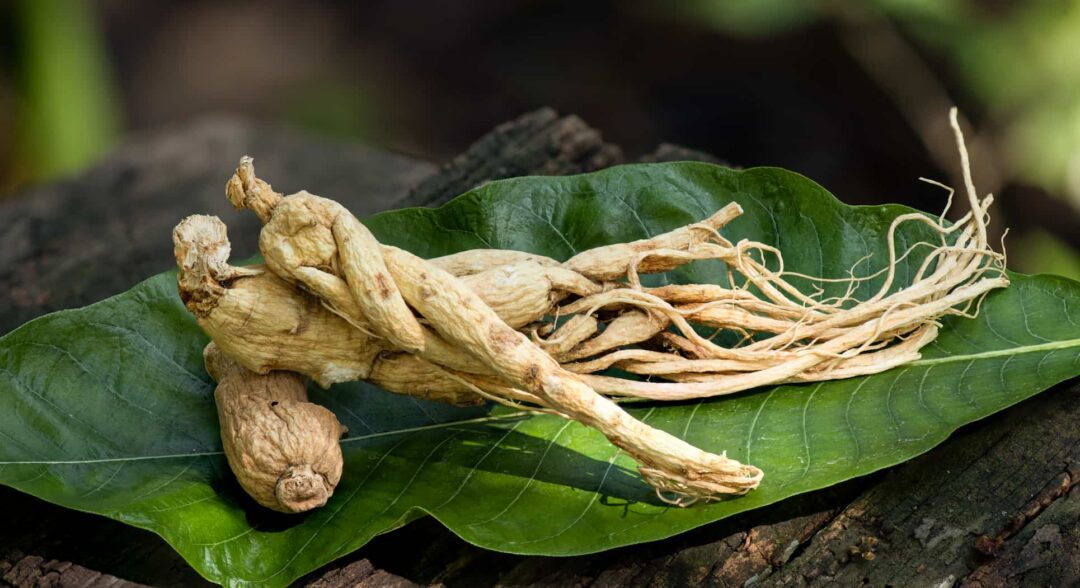 ginseng gyökére