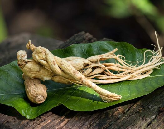 ginseng gyökére