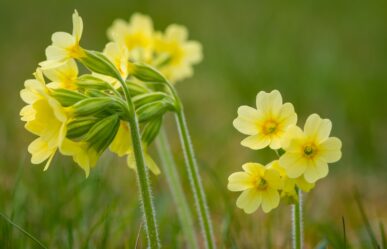Tavaszi kankalin (Primula veris) gyógyhatásai