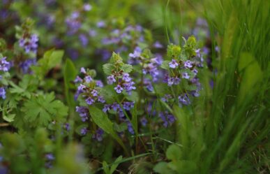 Kerek repkény (Glechoma hederacea) gyógyhatásai