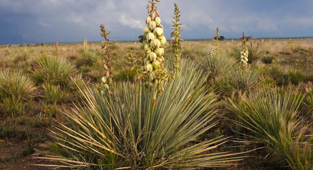 sivatagi yucca