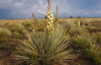 sivatagi yucca
