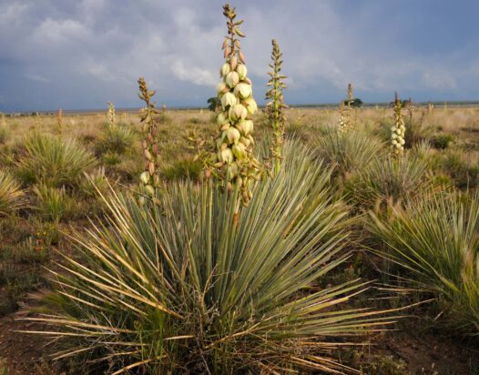 sivatagi yucca