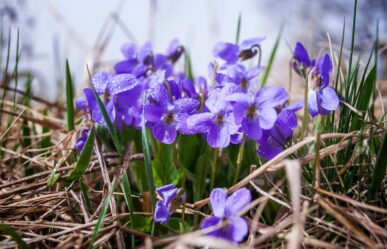 Illatos ibolya (Viola odorata) gyógyhatásai