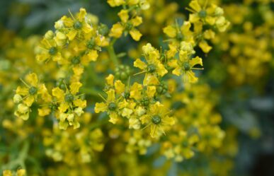 Kerti ruta (Ruta graveolens) gyógyhatásai
