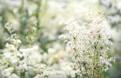 Réti legyezőfű (Filipendula Ulmaria) gyógyhatásai