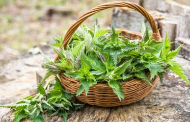 Nagy csalán (Urtica dioica) gyógyhatásai